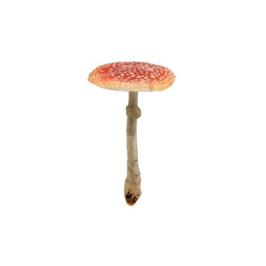 Beyaz zemin üzerinde izole mantar, beyaz arkaplanda izole Amanita muscarta.