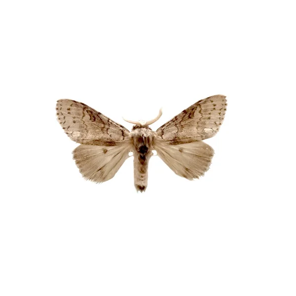 Motýl Motýl Tussock Izolované Bílém Pozadí Calliteara Pseudabietis Izolované Bílém — Stock fotografie