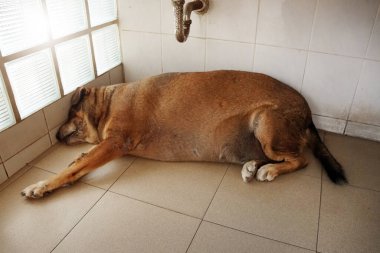 Tayland kahverengi köpeği çok şişman, yerde yatıyor..
