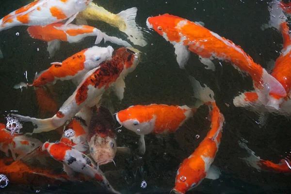 Fancy Carp Mirror Carp Koi Fish Pond Opening Its Mouth — ストック写真