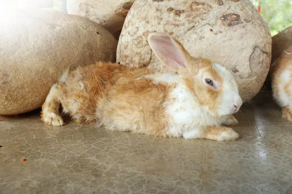 Brown Rabbit Dirty Fur Lie Floor — Fotografia de Stock