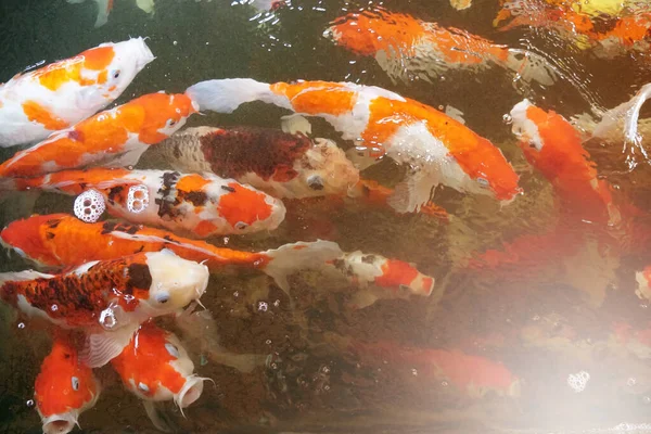 Fancy Carp Mirror Carp Koi Fish Pond Opening Its Mouth —  Fotos de Stock