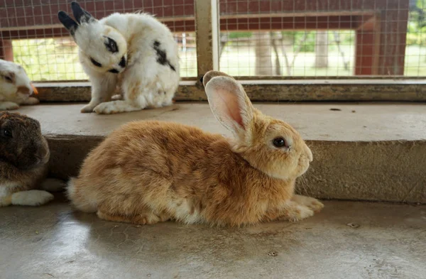 White Rabbit Zoo Brown Rabbit Dirty Fur Lie Floor — Fotografia de Stock