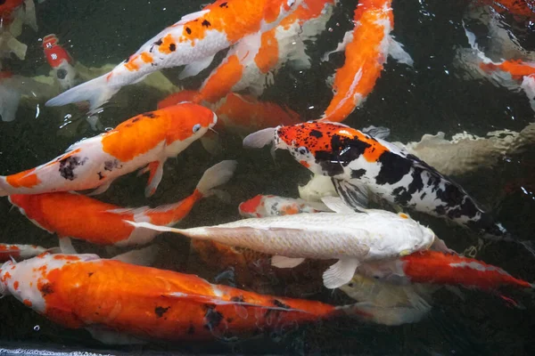 Fancy Carp Mirror Carp Koi Fish Pond Opening Its Mouth — 스톡 사진