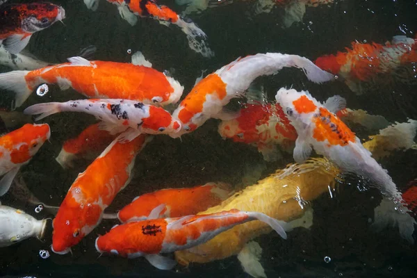Fancy Carp Mirror Carp Koi Fish Swimming Pond — Foto Stock