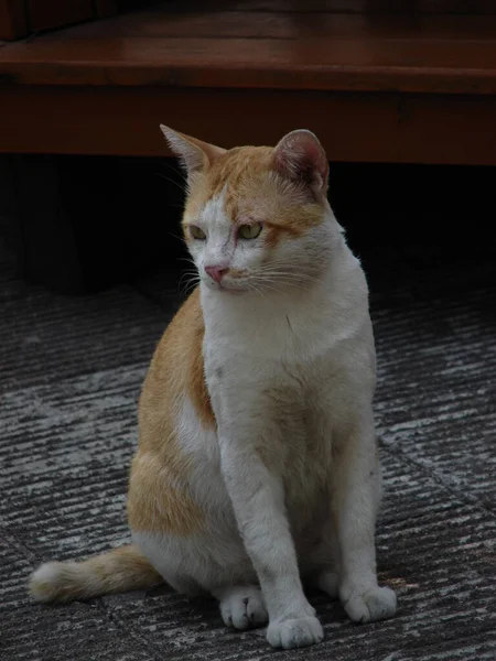 Thaise Oranje Witte Kat — Stockfoto