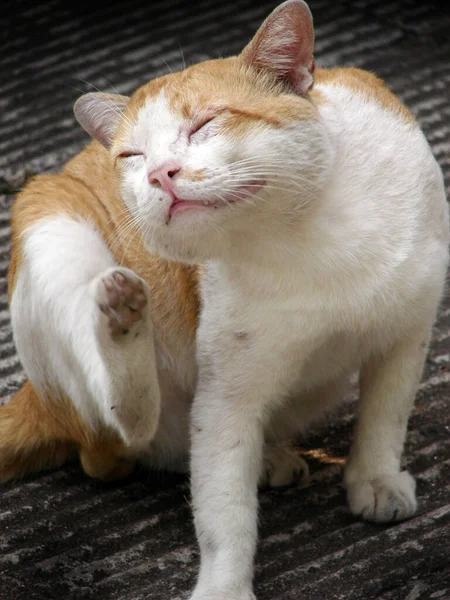 Thaise Oranje Witte Kat Krabt Met Zijn Achtervoet Aan Zijn — Stockfoto