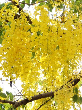Sonbaharda sarı ağaç, altın duş çiçeği veya Cassia fistülü Tayland 'ın ulusal çiçeğidir..