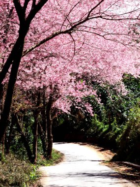 Thai sakura tree. Prunus cerasoides, Wild Himalayan Cherry             