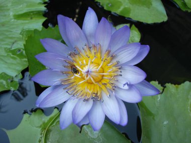 Nilüfer gölette, nilüfer mor