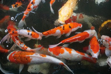 Süslü sazan, aynalı sazan ya da göldeki Koi balığı ağzını açıp yemek için bekliyor..