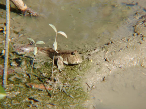 Mudskipper Amphibious Fish Pool — Stockfoto