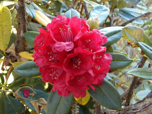 Azaleas Flowering Shrubs Genus Rhododendron Red Flowers Garden — Fotografia de Stock