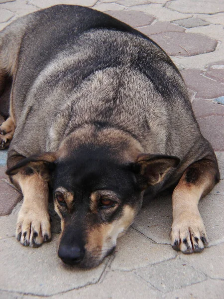 Fat dog lying on the floor.