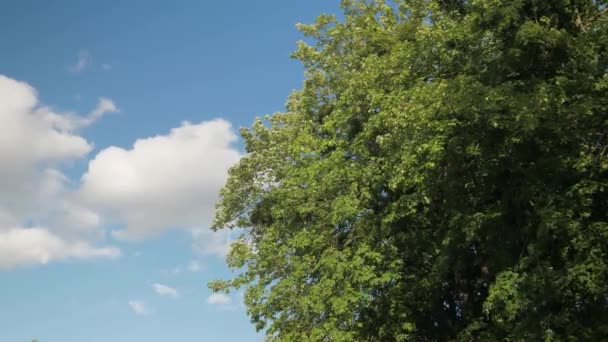 Wysokie Potężne Zielone Drzewo Błękitne Niebo Kręconymi Białymi Chmurami Wysokiej — Wideo stockowe