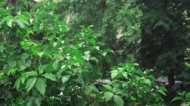 Şiddetli yağmurda yeşil yoğun çalılar, park halindeki arabaların görülebileceği bir bitki. Yüksek kalite 4k görüntü