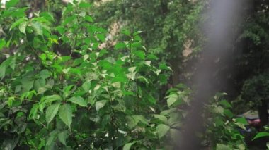 Şiddetli yağmurda yeşil yoğun çalılar, park halindeki arabaların görülebileceği bir bitki. Yüksek kalite 4k görüntü