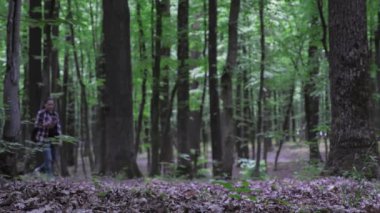 A girl in blue jeans and a plaid shirt walks through the forest using a map on her phone. Caucasian woman got lost in the forest. Finding a road using the app. High quality 4k footage