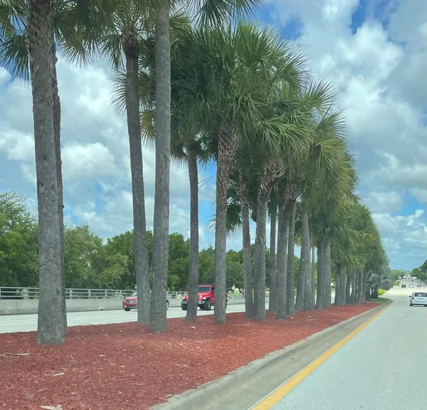 Florida Sunshine Palms Resim 1