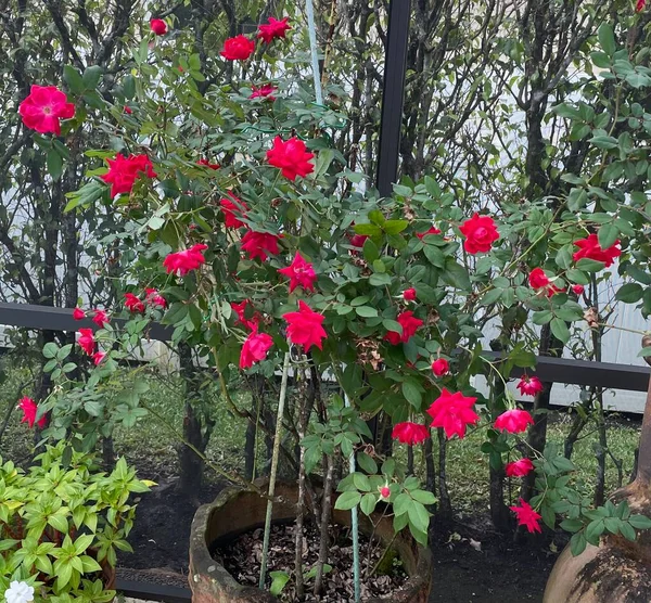 Potted Rose Bush Bild — Stockfoto