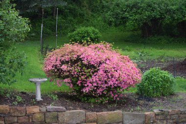 Spring Azelia in full bloom