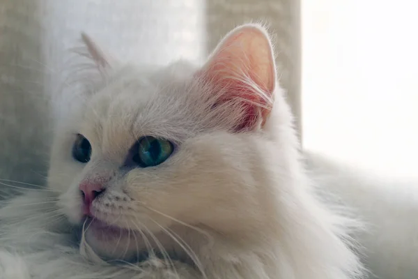 Bílá Nadýchaná Kočka Modrýma Očima — Stock fotografie