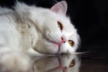 Şirin bir kedinin portresi