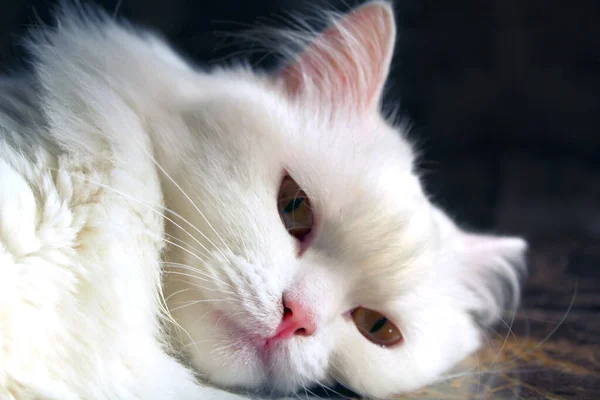 Cat Lies Table Looking Camera Black White Selective Color — Fotografia de Stock