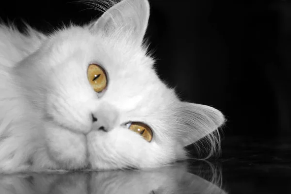 Cat Lies Table Looking Camera Black White Selective Color —  Fotos de Stock