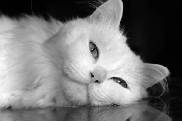 Cat Lies Table Looking Camera Black White — Stockfoto
