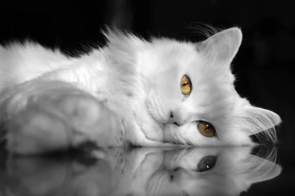 Kedi Bir Masada Yatar Kameraya Bakar Siyah Beyaz Seçici Renk — Stok fotoğraf