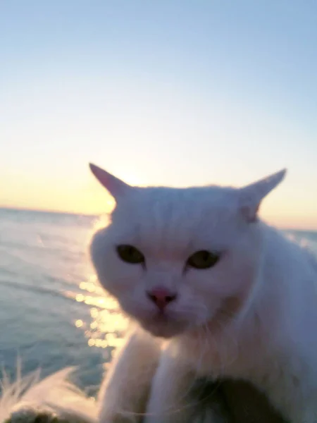 Katt Stranden — Stockfoto