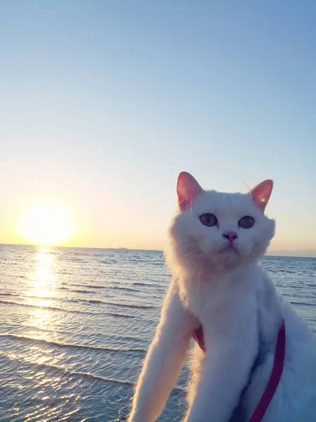 海滩上的猫 — 图库照片