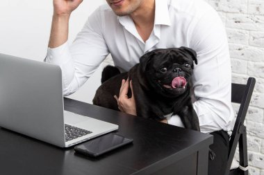 Yatakta, laptopta çalışan bir adamın yanında, sevimli bir köpek pug cinsinin yakın çekimi. Arkadaşlık konsepti.