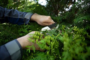 Bahçeyle uğraşan bir adam. Kozalaklı bitkinin solmuş yapraklarını kesen kesicilerle çalışan işçilerin yakın çekimi. Mevsimlik ve estetik bahçe, bahçesinde budama makası olan budama bitkileri