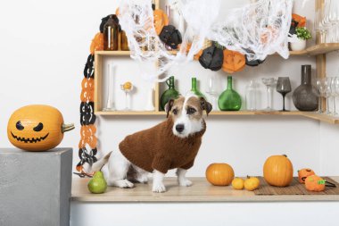 Evdeki Cadılar Bayramı partisinde bir sürü balkabağına yakın duran sevimli köpeğin portresi.