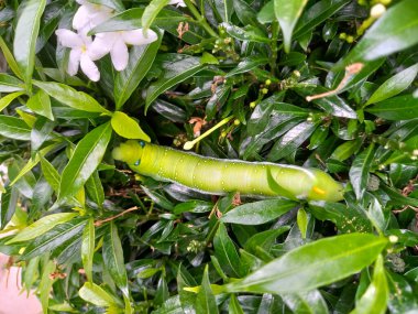 Arka plan yeşil yapraklı tırtılın yakın çekimi 