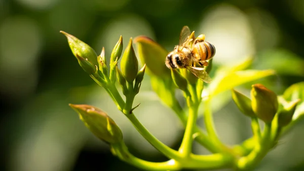 Honey bee collecting pollen at yellow burgeon. Bee flying over the green flower in blur background