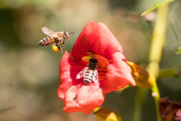 Flying honey bee collecting pollen at orange flower. Bee flying over the red flower in blur background