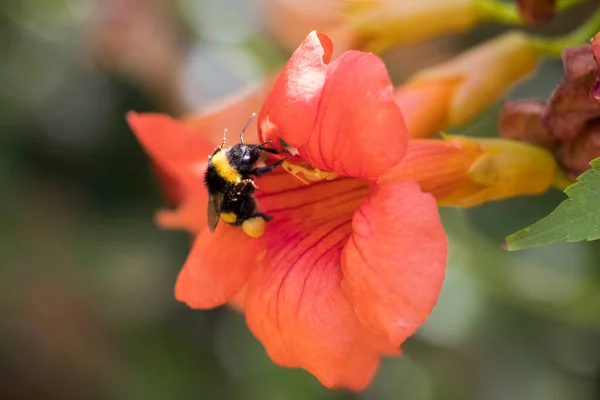 Bumble bee collecting pollen at orange flower. Bumble bee flying over the red flower in blur background