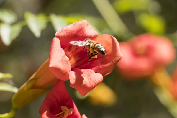 Flying honey bee collecting pollen at orange flower. Bee flying over the red flower in blur background