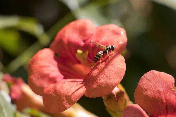 Flying honey bee collecting pollen at orange flower. Bee flying over the red flower in blur background