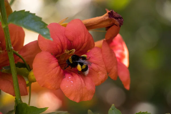 Bumble bee collecting pollen at orange flower. Bumble bee flying over the red flower in blur background