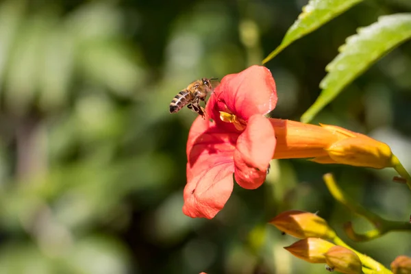 Flying honey bee collecting pollen at orange flower. Bee flying over the red flower in blur background