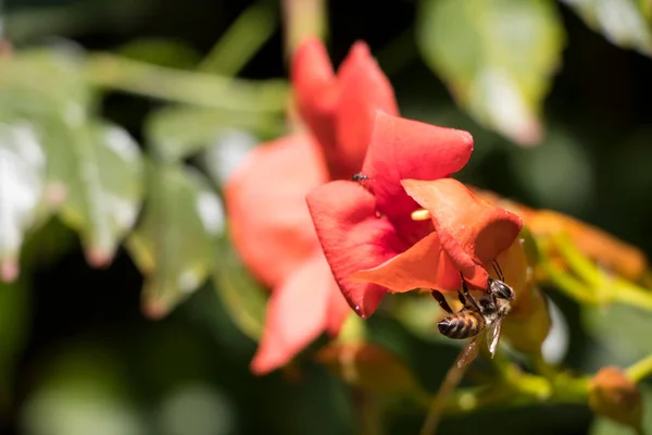 Flying honey bee collecting pollen at orange flower. Bee flying over the red flower in blur background