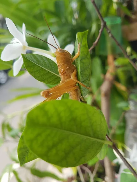 Primo Piano Una Cavalletta Verde Una Foglia — Foto Stock