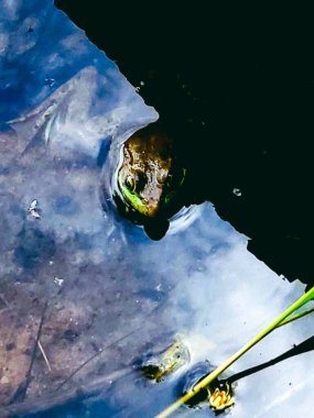 Su Kurbağası Minnesota 'daki St. Croix Nehri' nde.