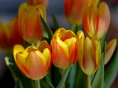 Sarı kırmızı lale buketi