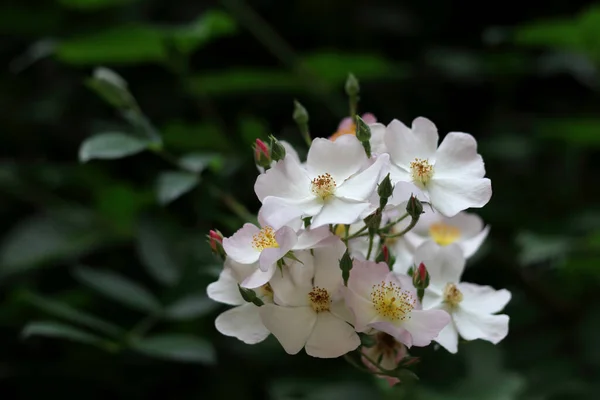 White Sweetbrier Roses Dark Green Background — ストック写真