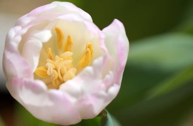 Close up of white tulip, blurred background